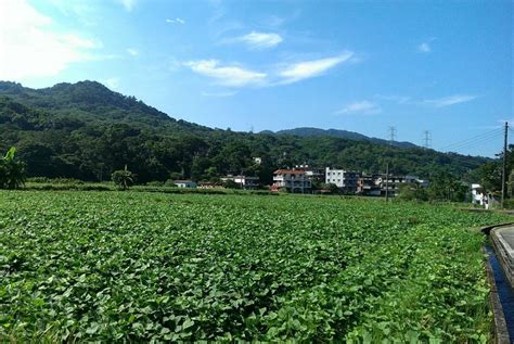 賴家兄弟地瓜田|汪汪地瓜園